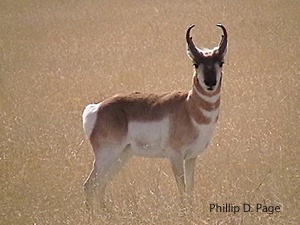 pronghorn in New Mexico photographed by Phillip D. Page