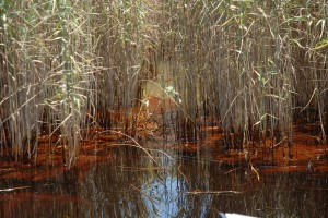 Oiled Marsh - Credit: Louisiana Governor's Office