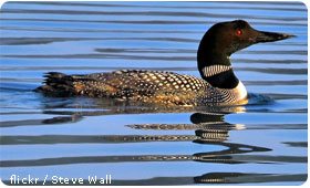 Loons are just one of Wisconsin's famous wildlife species.