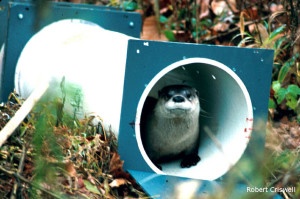 Otter peeking out from release tube.