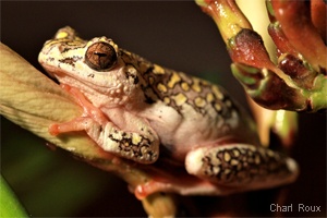 Tree frog in South Africa by Charl Roux