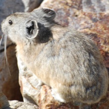 Pika