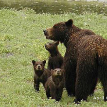 Alaska brown bear, bristol bay, pebble mine