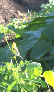 Goldfinch in my kid's pumpkin patch