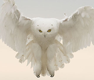 Snowy owl by Barbara J. Fleming
