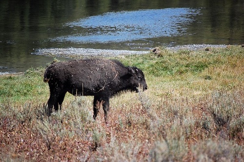 Exxon Mobil Oil Pipeline Ruptures Under Montana's Yellowstone River ...