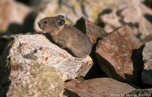 pika in Gulch, CO