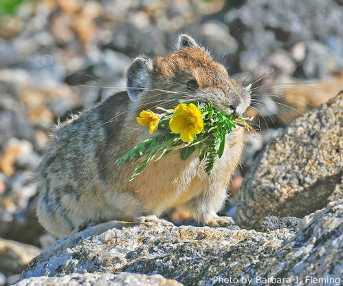 A pika in Rocky Mountain National Park