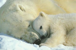 Rising temperatures in the world’s oceans are causing sea ice—critical habitat for polar bears—to disappear for longer and longer periods during the late summer. Photo: Norbert Rossing