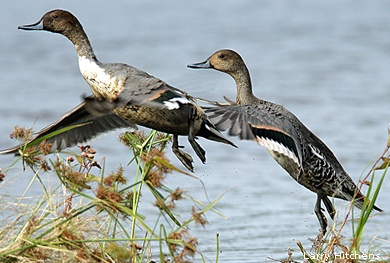 Northern pintails by Larry Hitchens