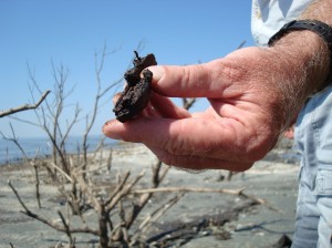 Part of the sticky tar mat found on a beach near where a colony of pelicans nest.