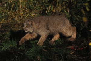 Lynx are among the wildlife in an area threatened by a Colorado wildfire. Photo by US Fish and Wildlife Service