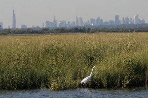Jamica Bay with the backdrop of NYC. Nature is not far away.
