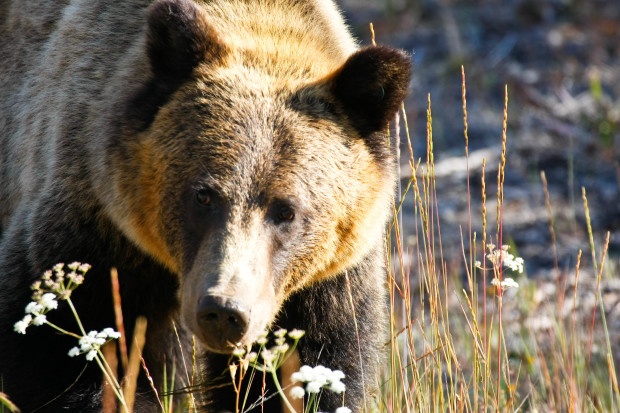 Grizzly Bear