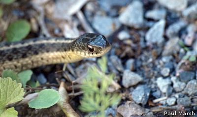 Garter Snake by Paul Marsh