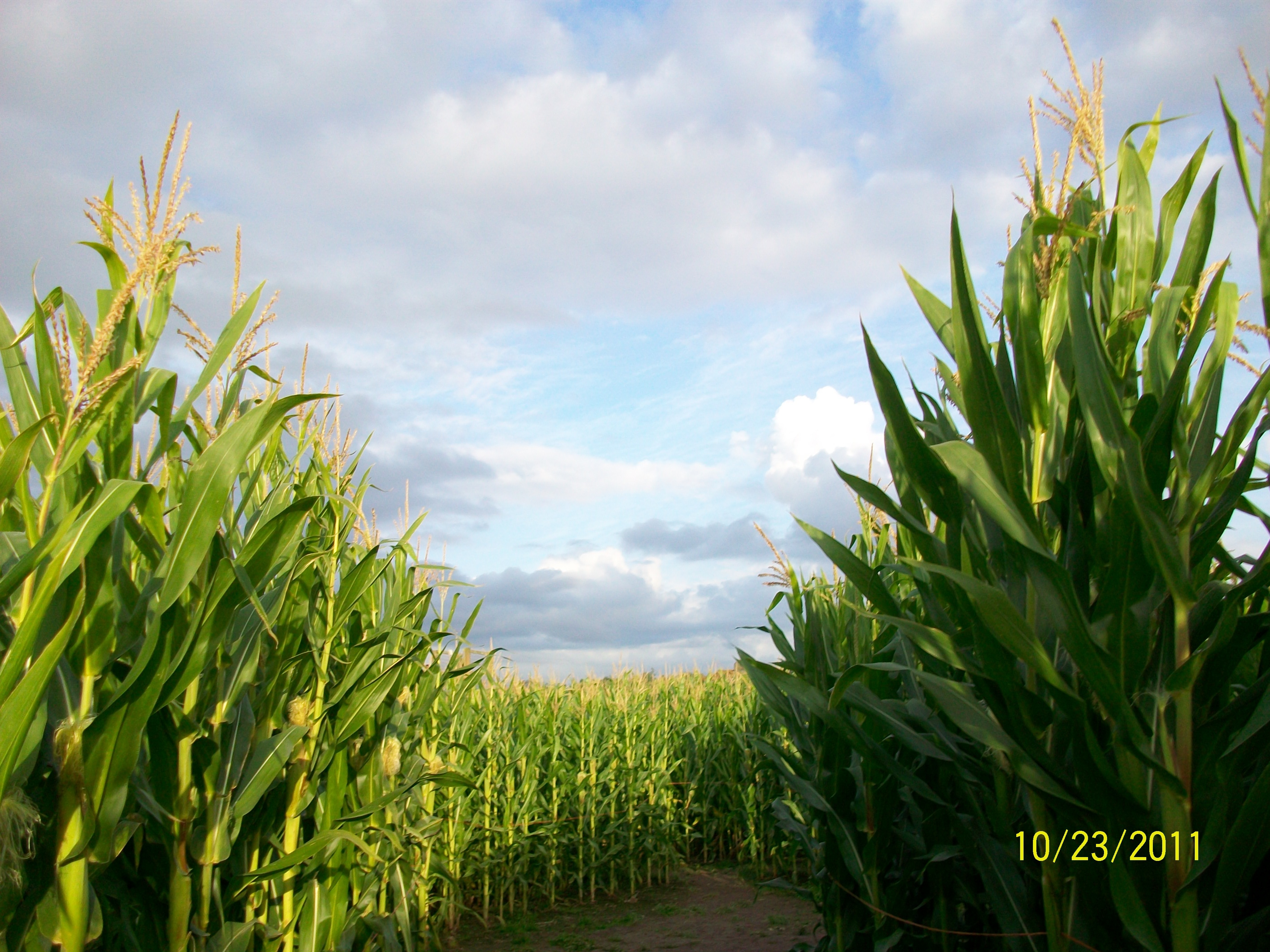 8 ft. corn row and cloudy blue sky