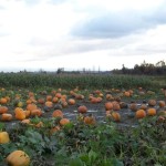 Field of pumpkins