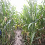 Looking down a row of 8 foot tall corn in a corn maze in Snohomish County, WA