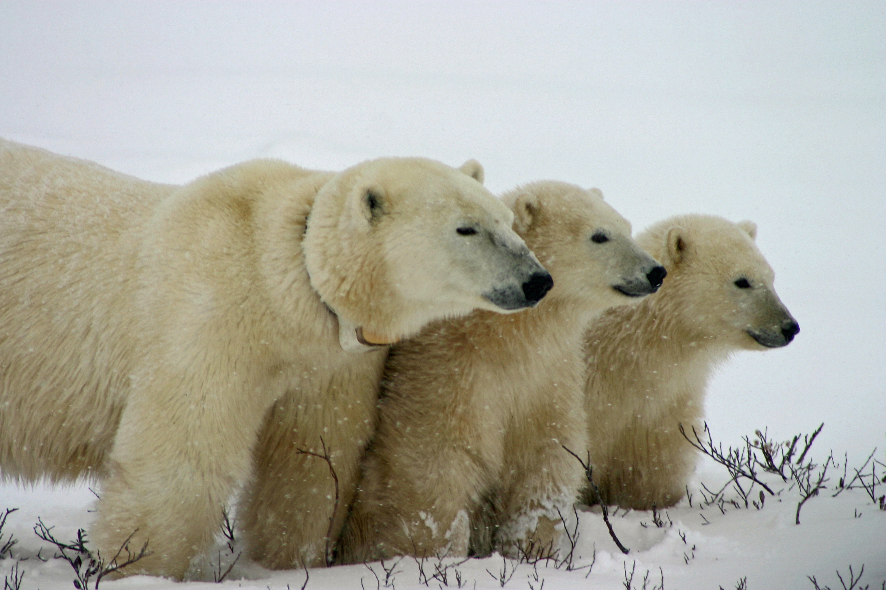 Polar bear family in a snowstorm