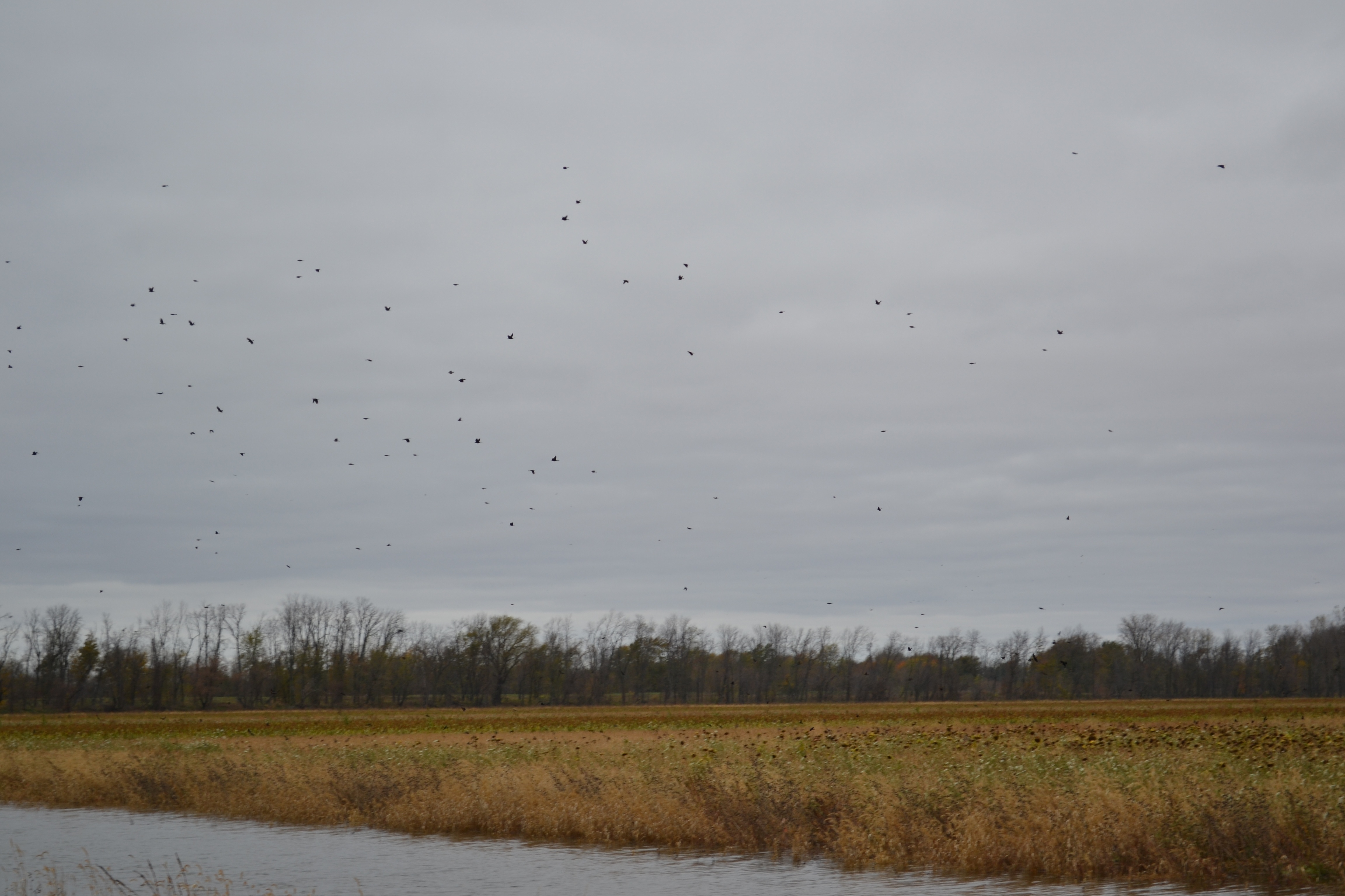 Shiawassee Flats Wetland Restoration - Birds