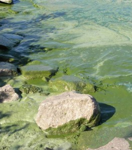 Algal in blooms Lake Erie. Photo by S. Bihn, 2011.
