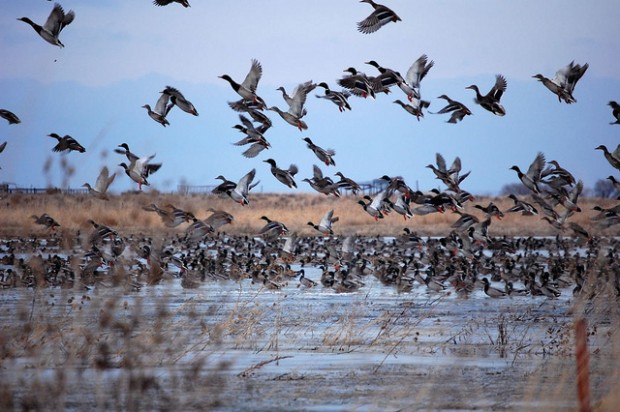 Mallards and other ducks stand to gain from the Clean Power Plan.  Photo Credit: USFWS.