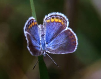 Photo from US Fish and Wildlife Service, Karner Blue Butterfly