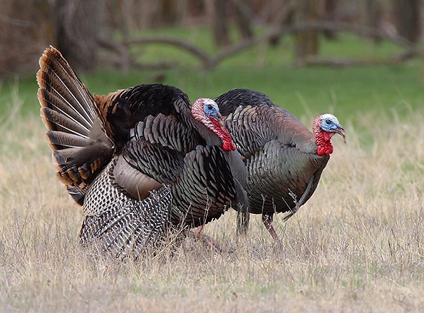 Twelve Unusual and Fascinating Facts About Wild Turkeys • The National  Wildlife Federation Blog