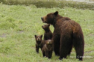 April Carpenter photo, Alaska brown bear, bear cub, wishes for wildlife