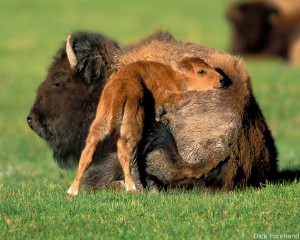 Bison and calf by Dick Forehand