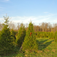 Buying your holiday tree from a local farm.