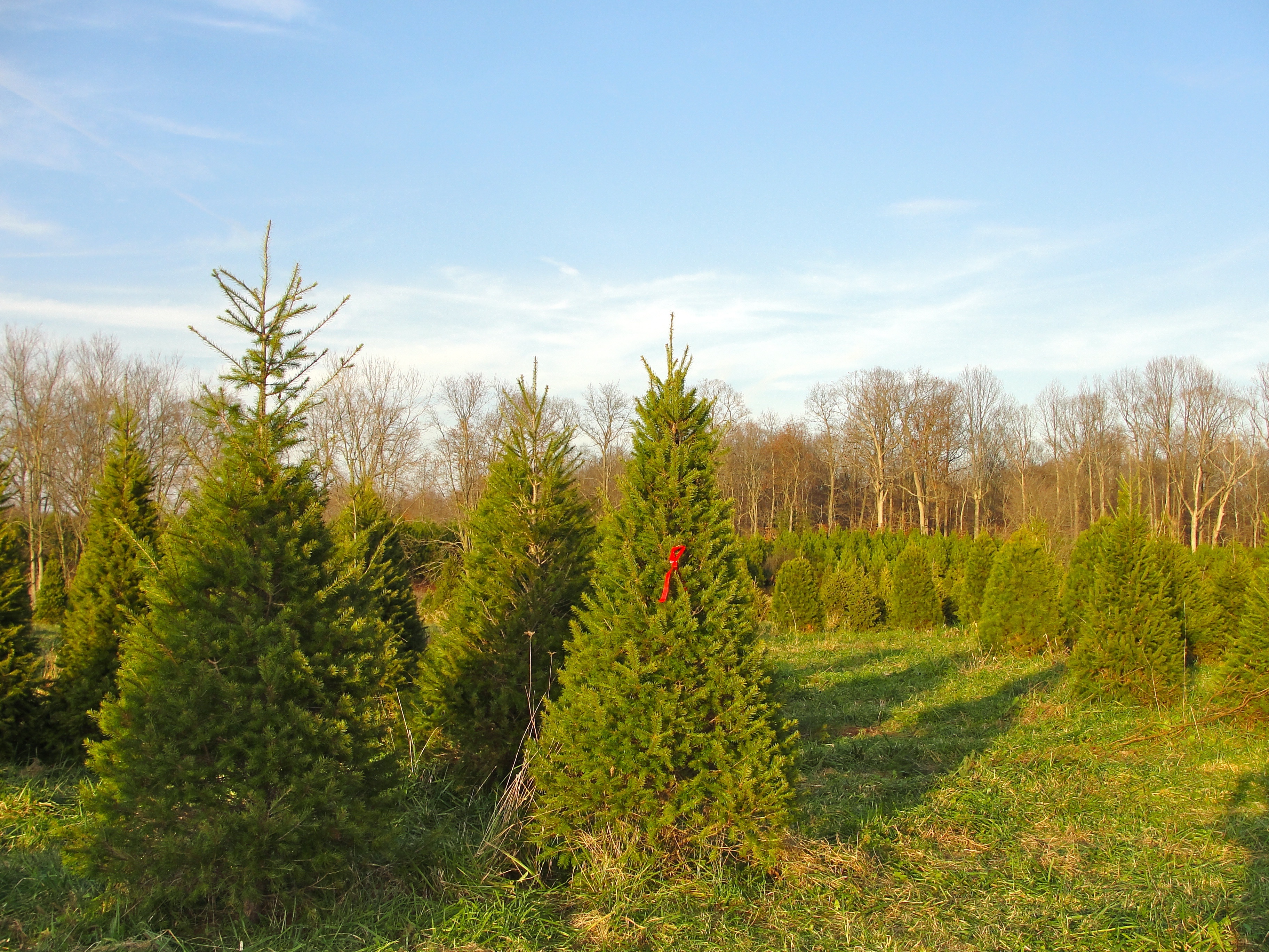 Buying your holiday tree from a local farm.