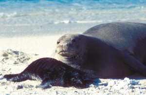 Endangered Hawaiian Monk Seal & Pup (Photo: US Fish & Wildlife Service)