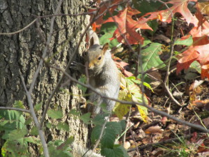 This squirrel enjoys Oak Crest's Certified Wildlife Habitat