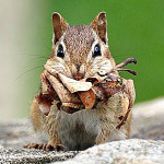 chipmunk in Massachusetts by Vladimir Mikhaylov an NWF photo contest entrant