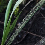 Coal dust on a plant