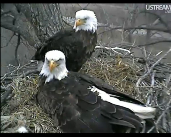Decorah Bald Eagles (UStream screen shot)