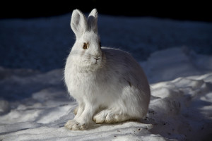 Snowshoe Hare (National Park Service photo)