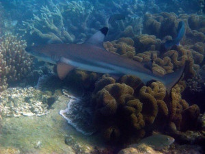 Black tip shark