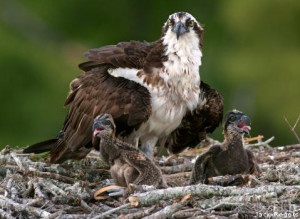 Invite an Osprey into your Family - The National Wildlife Federation Blog