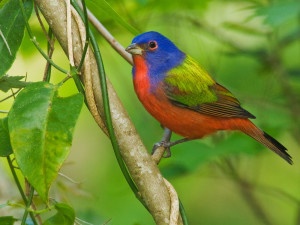 Painted Bunting, Photo by Robert Cameron