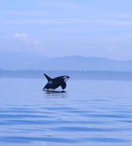 An Orca breaches near Washington State's San Juan Islands (photo: TheGirlsNY/flickr.com)