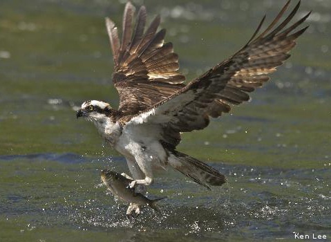 Osprey catching fish