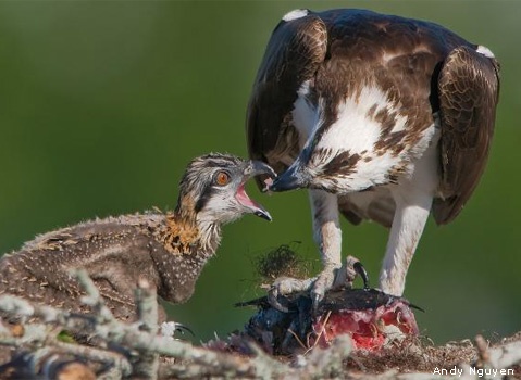 Osprey feeds chick