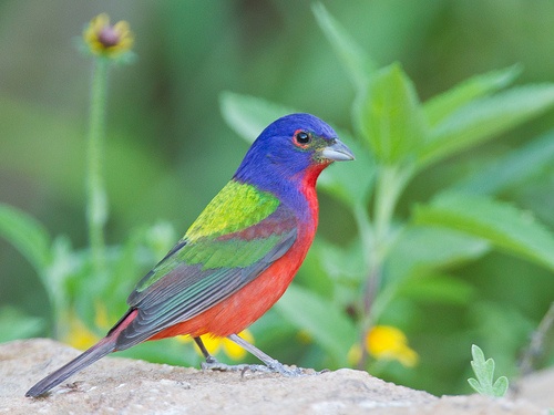 Painted bunting by Flickr's Dan Pancamo