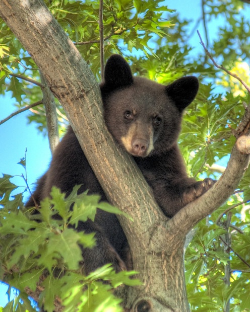 Black bears sometimes hibernate inside tree cavities high off the ground. Photo by Noah Katz.