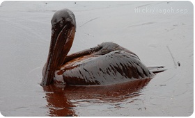Oiled Pelican