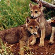 Wolf pups by Flickr's Ditzywolflady