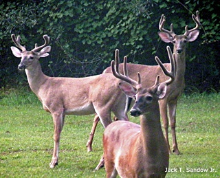 deer, antlers, Valentine's Day