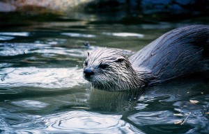 River otter by Flickr's ArcheiaMuriel